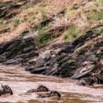 Photeeq Wildlife Photography