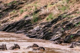 Photeeq Wildlife Photography