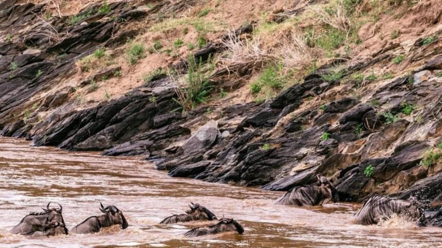 Photeeq Wildlife Photography