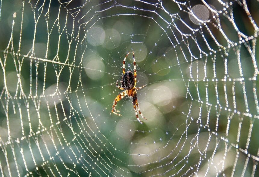 so i’m a spider so what