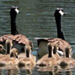What is a fortunate swimming bird