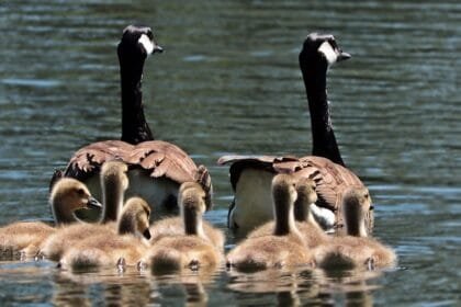 What is a fortunate swimming bird