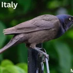 Most Common Birds in Italy