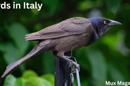 Most Common Birds in Italy