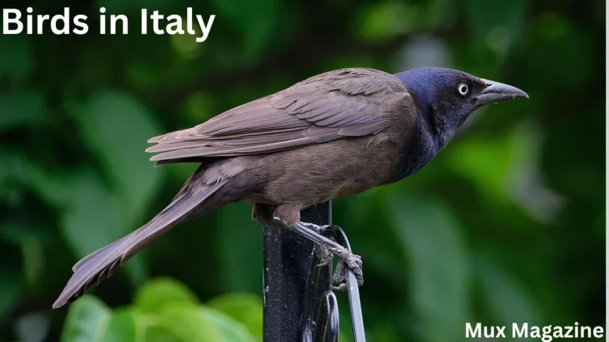 Most Common Birds in Italy